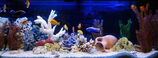 Fish Tank Filth: A Crystal Clear Guide to Making Your Aquarium Sparkle (Without Giving Your Fish a Heart Attack)